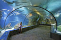 Aquarium HenryDoorlyZoo 16 1w.jpg